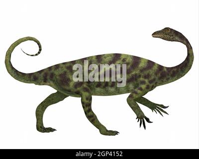 Anchisaurus was a omnivorous prosauropod dinosaur that lived in the Jurassic Periods of North America, Europe and Africa. Stock Photo