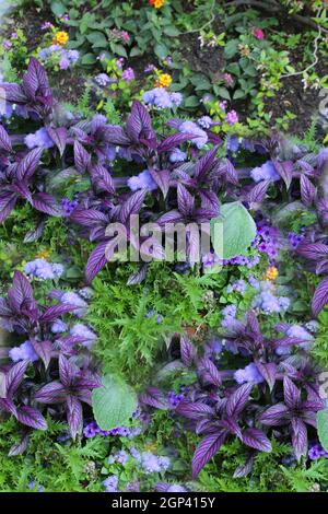 The term 'coleus' is often used as a common name for species formerly placed in the genus Coleus that are cultivated as ornamental plants, particularl Stock Photo