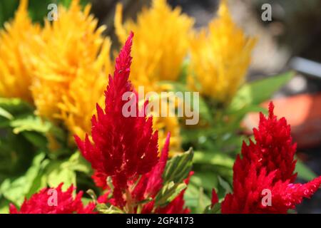 Celosia cristata is a member of the genus Celosia, and is commonly known as cockscomb, since the flower looks like the head on a chicken rooster. Stock Photo