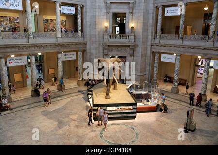 Displays of the Smithsonian Natural History Museum Stock Photo