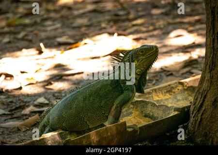 Green Iguana (Iguana Iguana) Large Herbivorous Lizard Staring on the Ground in Medellin, Colombia Stock Photo