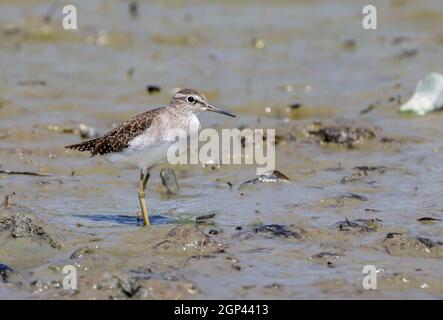 wood sandpiper is a small wader. Stock Photo