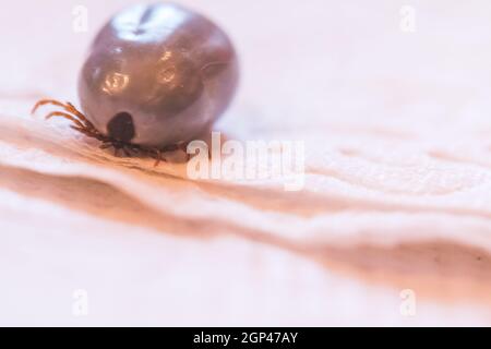 Close up of fully blood filled tick Stock Photo