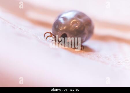 Close up of fully blood filled tick Stock Photo