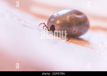 Close up of fully blood filled tick Stock Photo