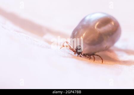 Close up of fully blood filled tick Stock Photo