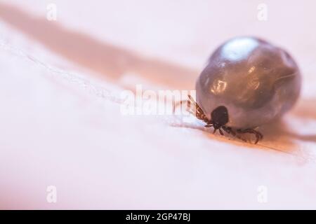 Close up of fully blood filled tick Stock Photo