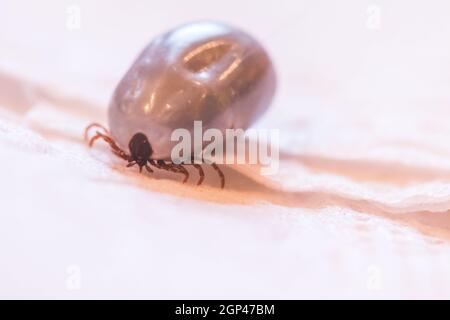 Close up of fully blood filled tick Stock Photo