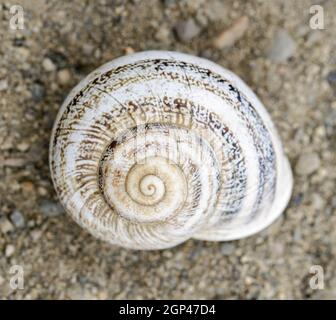 Milk Snail in summer aestivation. Palo Alto Baylands, Santa Clara County, California, USA. Stock Photo