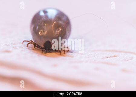 Close up of fully blood filled tick Stock Photo