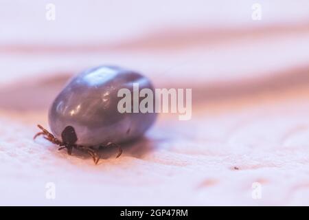 Close up of fully blood filled tick Stock Photo