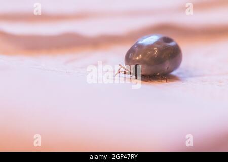 Close up of fully blood filled tick Stock Photo