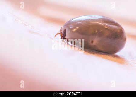 Close up of fully blood filled tick Stock Photo