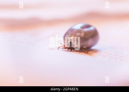 Close up of fully blood filled tick Stock Photo