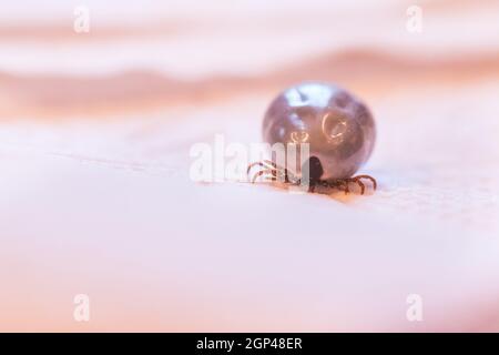 Close up of fully blood filled tick Stock Photo