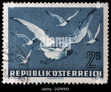 Stamp printed by Austria, shows Black-headed Gull ( Larus ridibundus), circa 1950. Stock Photo