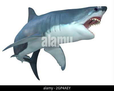 The Great White shark can live for 70 years and grow to be 21 feet long and live in coastal surface waters. Stock Photo