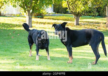 an old female and an old male beauceron or Beauce shepherd play play in a green and flowered garden in summer Stock Photo