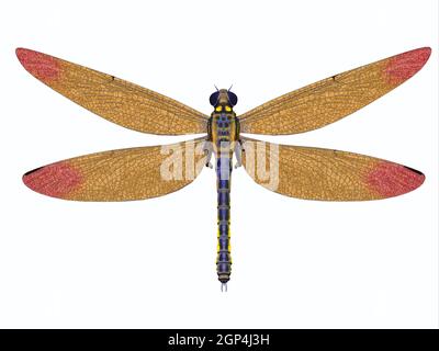 Meganeura was a large carnivorous dragonfly that lived in Europe during the Carboniferous Period. Stock Photo