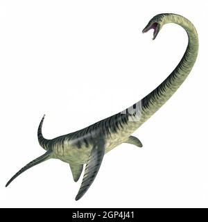 Elasmosaurus was a marine plesiosaur reptile that lived in North America seas in the Cretaceous Period. Stock Photo