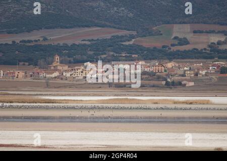 Common cranes Grus grus and Gallocanta village. Gallocanta Lagoon Natural Reserve. Zaragoza. Aragon. Spain. Stock Photo