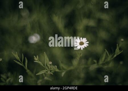 Selective focus of Little white flowers. Background authentic small flowers with barely noticeable green leaves. Floral textured background. Beautiful Stock Photo