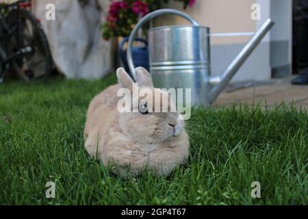 Small brown rabbit sitting the grass Stock Photo
