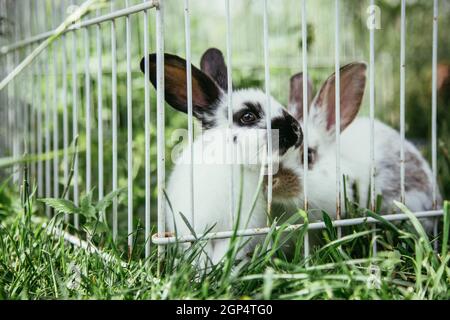 Little bunnies are sitting in an outdoor compound. Green grass, spring time. Stock Photo