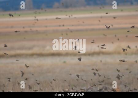 Common linnets Linaria cannabina mediterranea in flight. Gallocanta Lagoon Natural Reserve. Aragon. Spain. Stock Photo