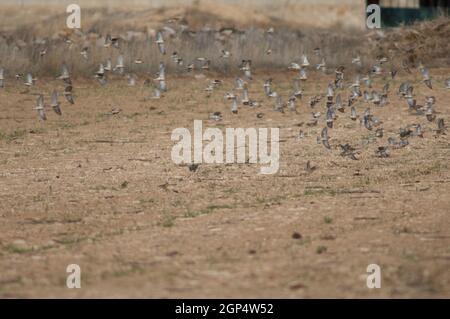 Common linnets Linaria cannabina mediterranea, rock sparrows Petronia petronia and Eurasian tree sparrows Passer montanus. Gallocanta. Aragon. Spain. Stock Photo