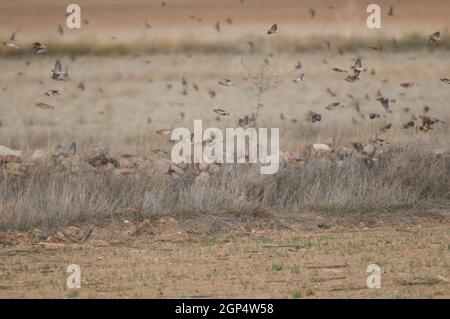 Common linnets Linaria cannabina mediterranea in flight. Gallocanta Lagoon Natural Reserve. Aragon. Spain. Stock Photo