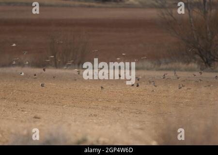 Common linnets, rock sparrows, Eurasian tree sparrows and European goldfinches in flight. Gallocanta Lagoon Natural Reserve. Aragon. Spain. Stock Photo