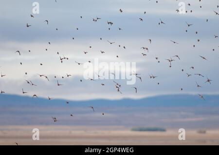 Common linnets Linaria cannabina mediterranea in flight. Gallocanta Lagoon Natural Reserve. Aragon. Spain. Stock Photo