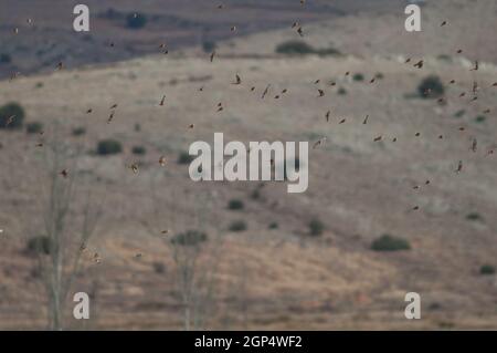 Common linnets, rock sparrows, Eurasian tree sparrows and European goldfinches in flight. Gallocanta Lagoon Natural Reserve. Aragon. Spain. Stock Photo