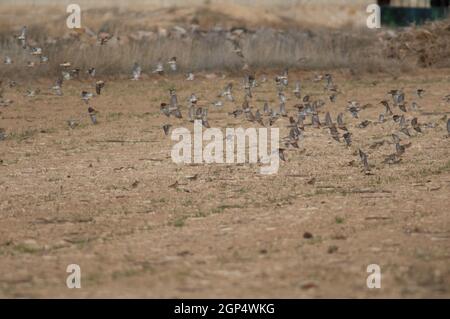 Common linnets Linaria cannabina mediterranea, rock sparrows Petronia petronia and Eurasian tree sparrows Passer montanus. Gallocanta. Aragon. Spain. Stock Photo