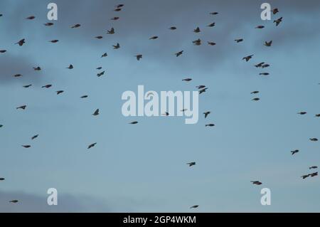 Common linnets Linaria cannabina mediterranea in flight. Gallocanta Lagoon Natural Reserve. Aragon. Spain. Stock Photo