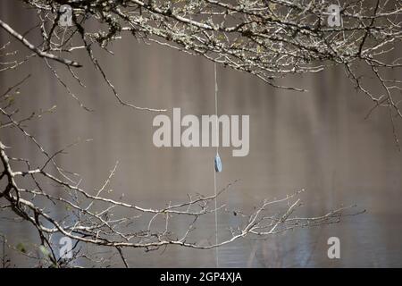 Silver anchor and thin fishing line tied to a branch for an underwater  trotline Stock Photo - Alamy
