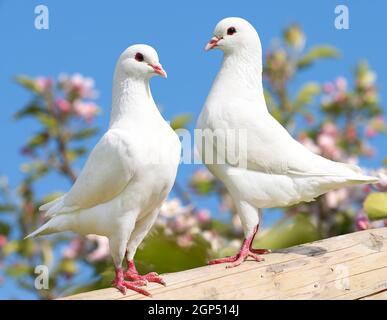 two white pigeon on flowering background - imperial pigeon - ducula Stock Photo