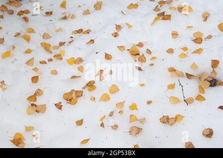Fallen leaves of black poplar Populus nigra on the snow. Ordesa and Monte Perdido National Park. Pyrenees. Huesca. Aragon. Spain. Stock Photo