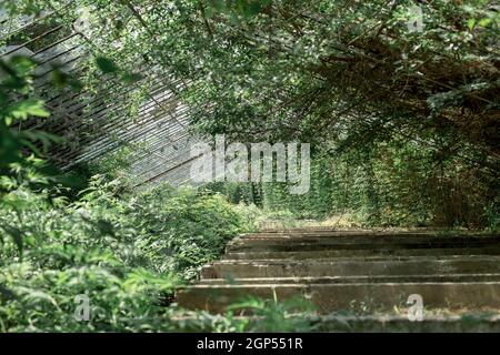 large abandoned greenhouse overgrown with greenery and bushes. room is overgrown with vines. Remains of glass and metal greenhouse structure. Stock Photo