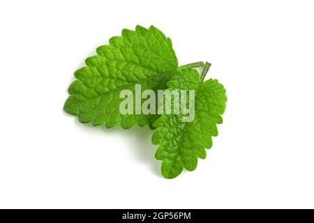 Fresh lemon balm leaves isolated on white background Stock Photo
