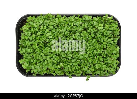 Close up fresh green arugula microgreen sprouts in black plastic sprouter tray isolated on white background, elevated top view, directly above Stock Photo