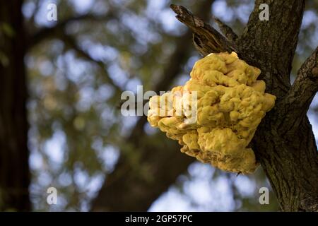 Bracket fungus Laetiporus sulphureus chicken-of-the-woods close up. Large yellow fungus growing on tree trunk. Stock Photo