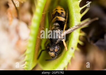 Digested Fly A dead fly that was caught by a Venus Flytrap Stock Photo - Alamy
