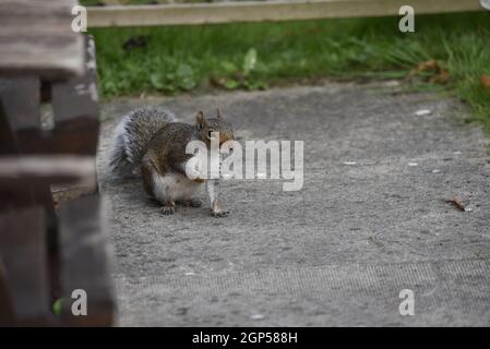 Grey Squirrel (Sciurus carolinensis) on a Garden Patio with Right Paw Raised, Looking Towards Camera, in September in Wales, UK Stock Photo