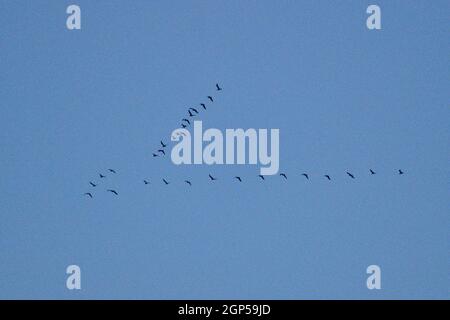 Seabirds flying in V formation over the Cotswolds. Stock Photo