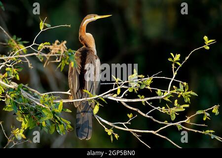 African darter (Anhinga rufa) perched in a tree, Kruger National Park, South Africa Stock Photo