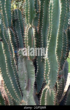 Garden in the Ananta Spa and Resorts Hotel in Pushkar, Rajasthan, India Stock Photo