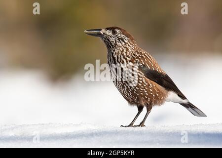 Spotted nutcracker, nucifraga caryocatactes, looking on snow in wintertime nature. Strieped bird standing on frost. Brown feathered animal observing o Stock Photo