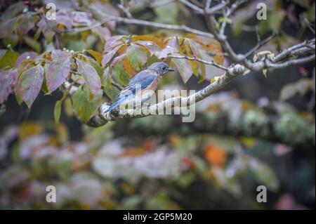 A juvenile eastern bluebird almost adult perched high up on a dogwood tree branch focused on insects ready to catch for its meal in early autumn Stock Photo